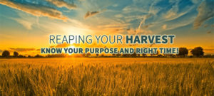 reaping-your-harvest-know-your-purpose-and-your-right-time